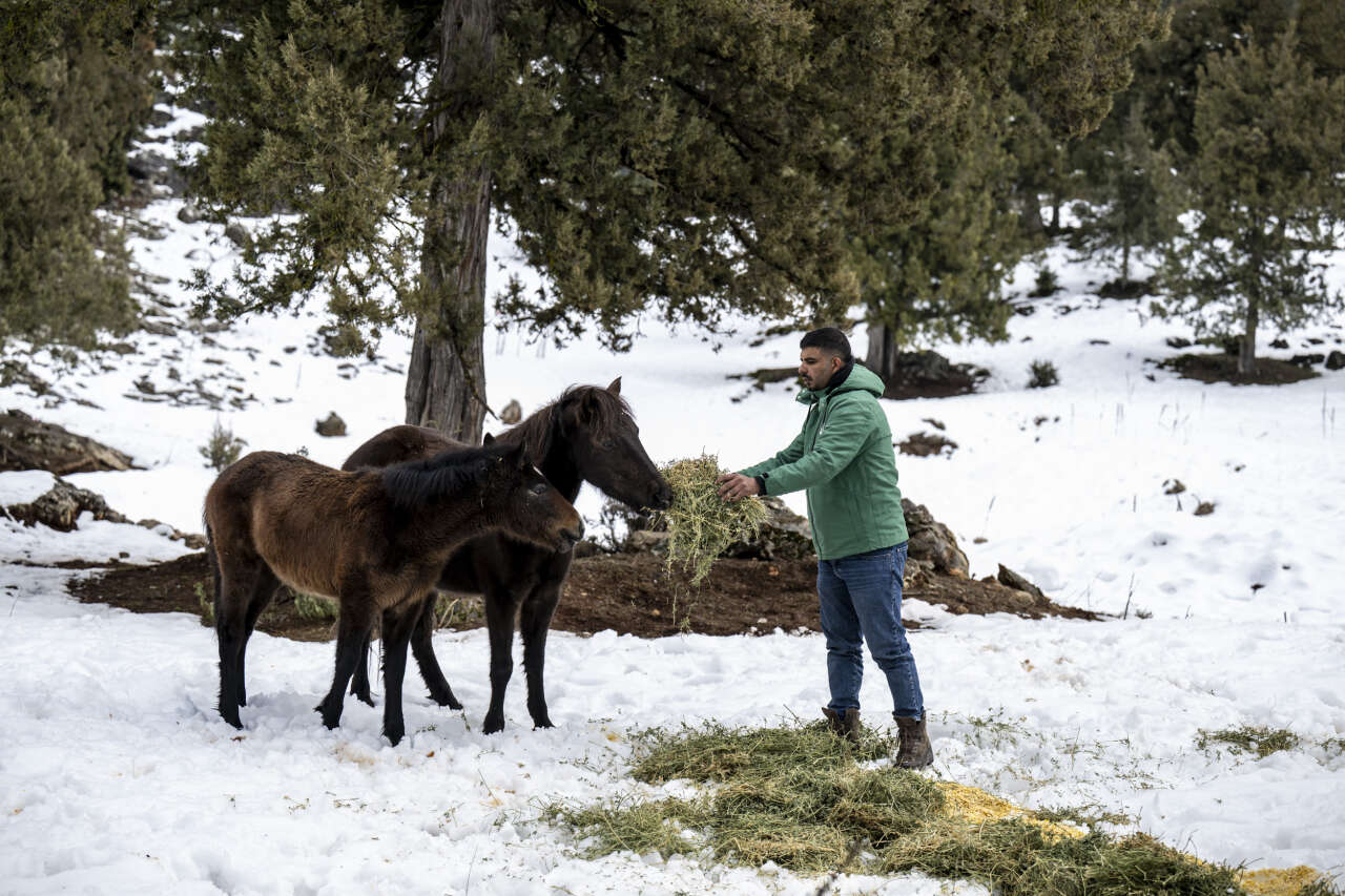 Toroslar’da yılkı atlarına kış desteği: Karboğazı’na yem bırakıldı 2